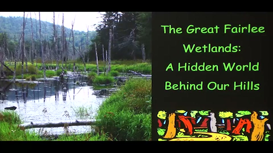 The Great Fairlee Wetlands: A Hidden World Behind our Hills