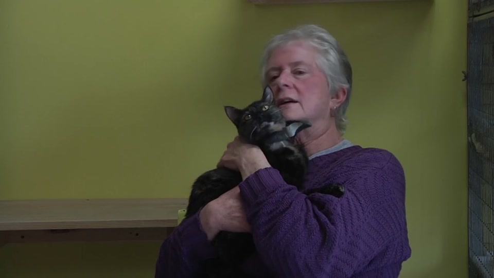 Kingdom Animal Shelter: Adoptions