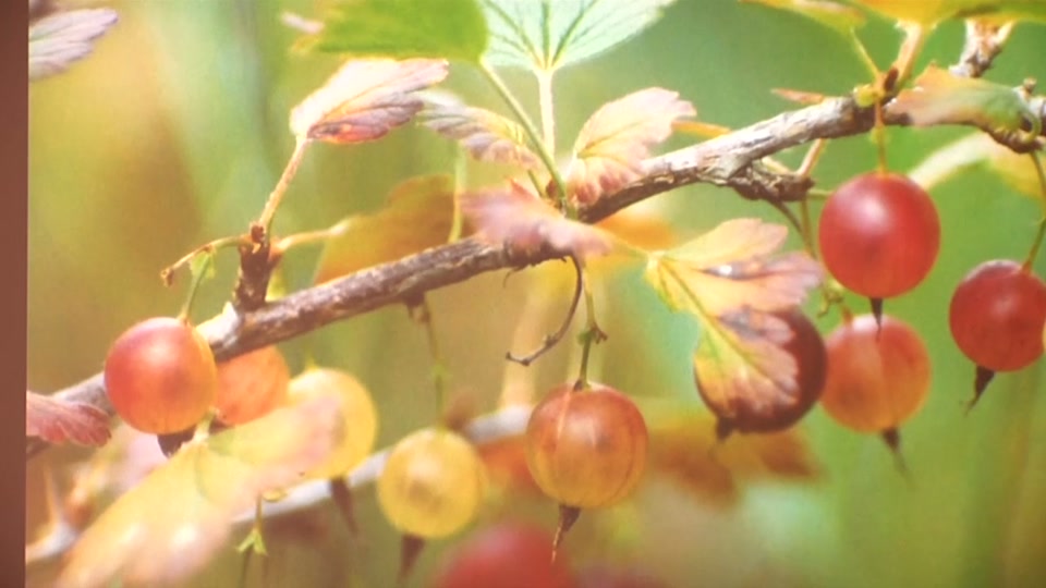 Osher: Growing Organic Fruit