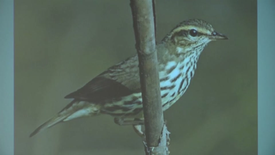 Osher: The Warbler Wave