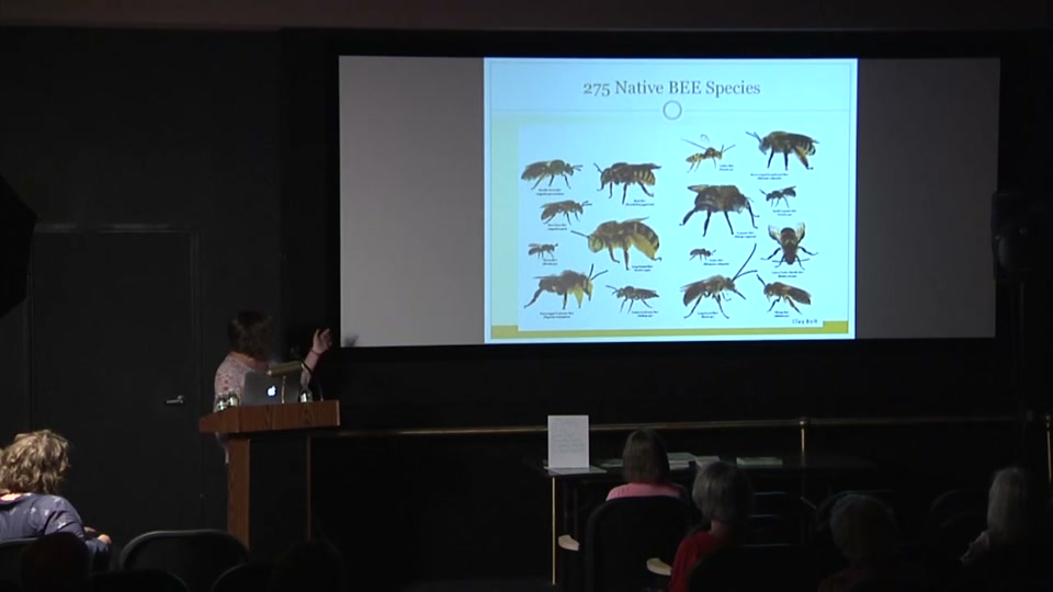 Osher: Kids Gardening for Pollinators in VT