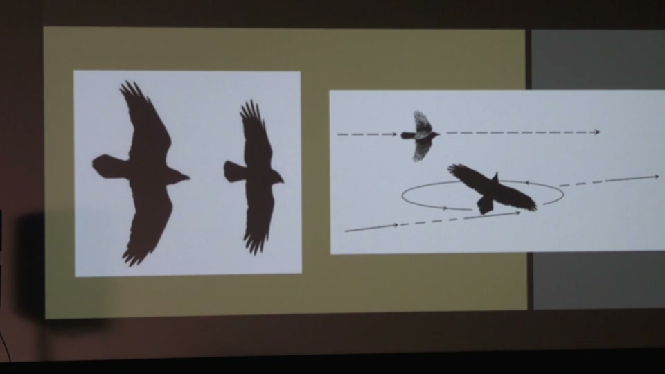 Osher: Crows and Ravens