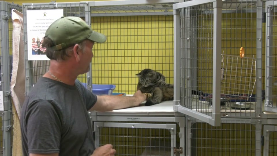 Kingdom Animal Shelter: Available Cats, September 2018
