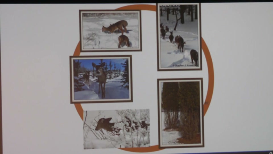 Osher: White-tailed Deer, Forest Denizen