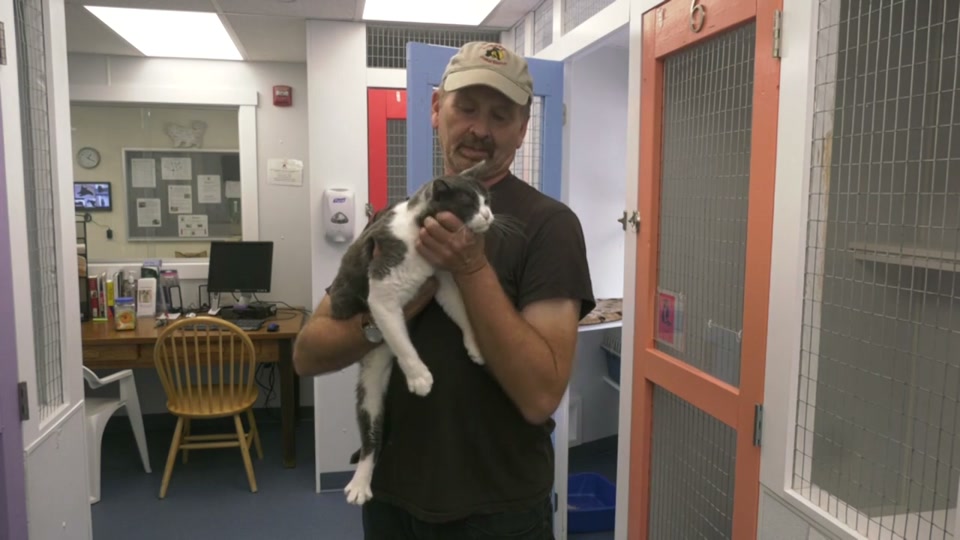 Kingdom Animal Shelter: Available Cats, September 2019