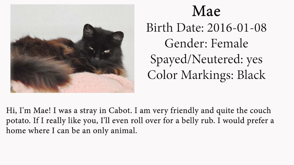 Kingdom Animal Shelter: Available Cats, July 2019