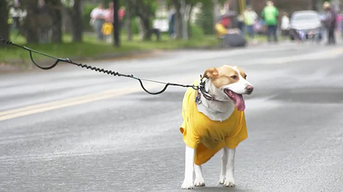Saint Johnsbury: Pet Parade 2026